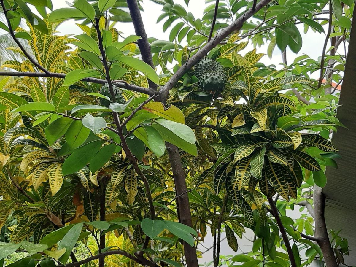 Residence Mon Refuge Grande Anse المظهر الخارجي الصورة
